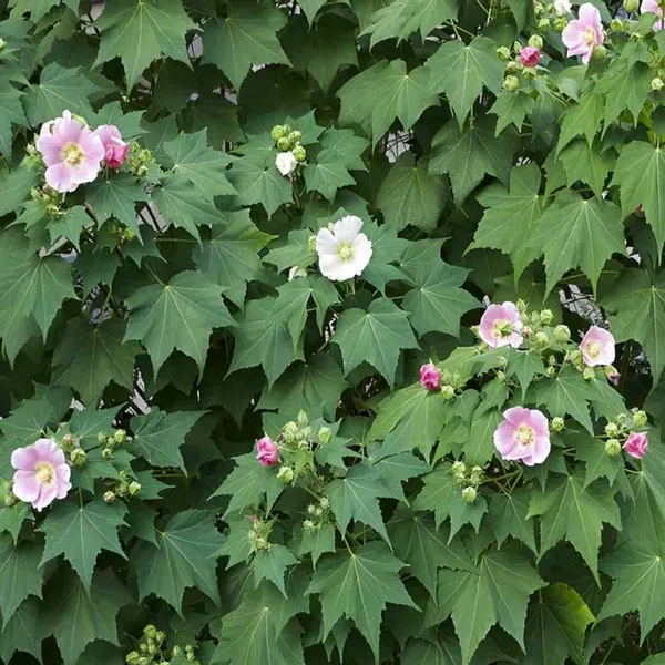 Single_Petal_All_Time_Cotton_Rose_Land_Lotus_Sthal_Poddo_Hibiscus_Mutabilis