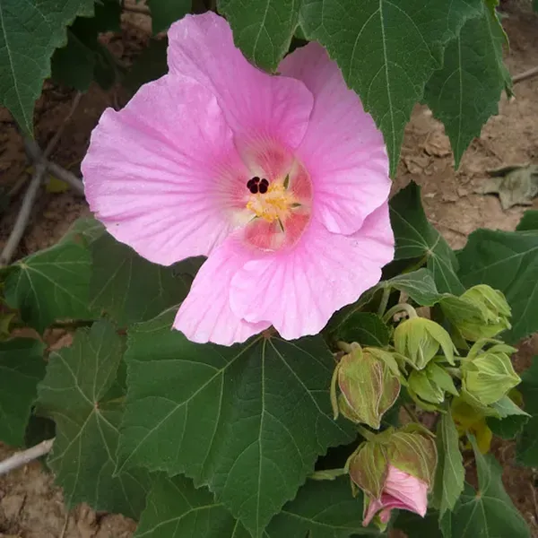 Single_Petal_All_Time_Cotton_Rose_Land_Lotus_Sthal_Poddo_Hibiscus_Mutabilis