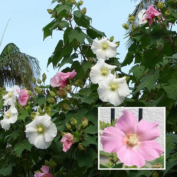 Single_Petal_All_Time_Cotton_Rose_Land_Lotus_Sthal_Poddo_Hibiscus_Mutabilis