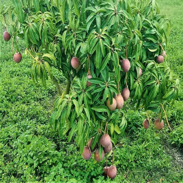 American_Kent_Mango_Aam_Grafted_Fruit_Plant_1_5_3_Feet_Height