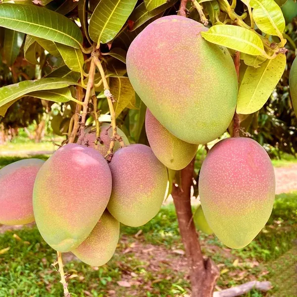 American_Kent_Mango_Aam_Grafted_Fruit_Plant_1_5_3_Feet_Height