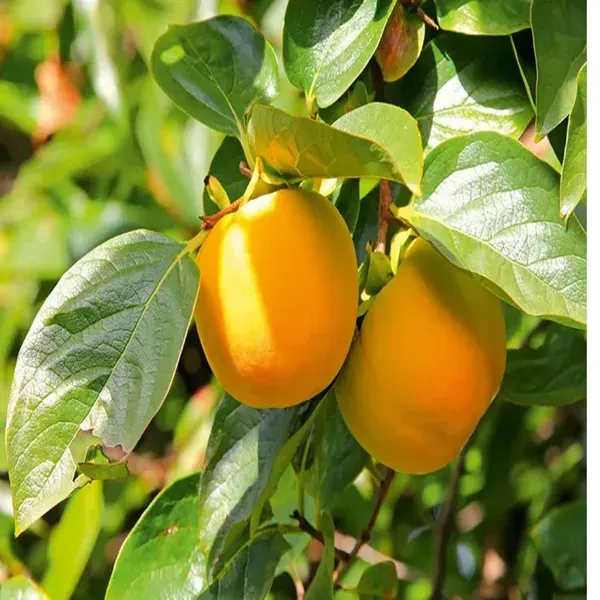 Eureka_Persimmon_Grafted_Fruit_Plant_2_3_Feet_Height