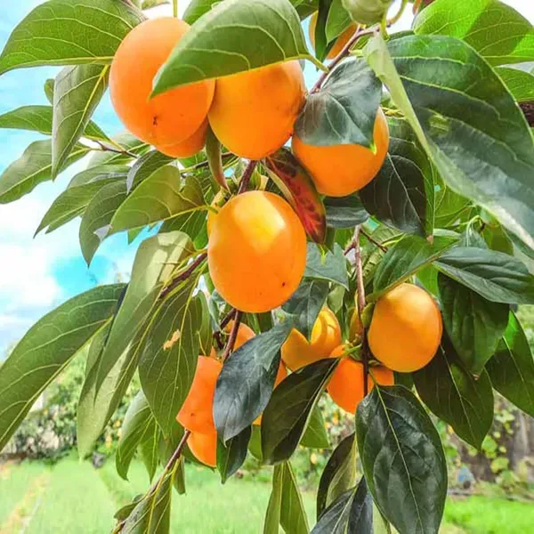 Eureka_Persimmon_Grafted_Fruit_Plant_2_3_Feet_Height