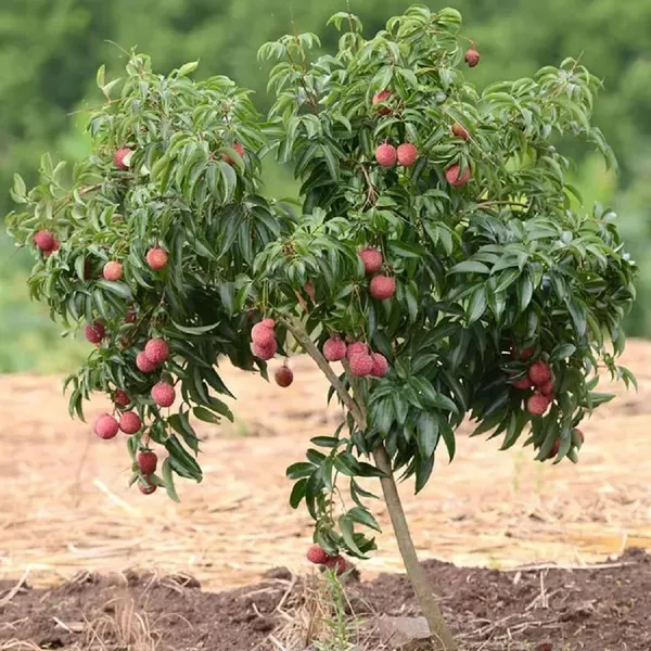 Chinensis_Litchi_Layering_Grafted_Fruit_Plant_1_5_2_Feet_Height