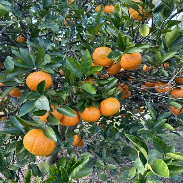 Honey_Murcott_Orange_Santra_Grafted_Fruit_Plant_1_5_2_Feet_Height
