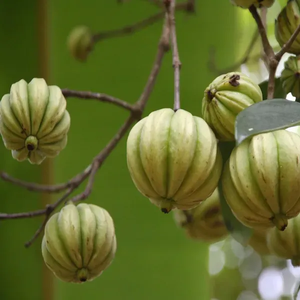 Malabar_Tamarind_Kudam_Puli_Garcinia_Cambogia_Grafted_Fruit_Plant_1_5_3_Fe