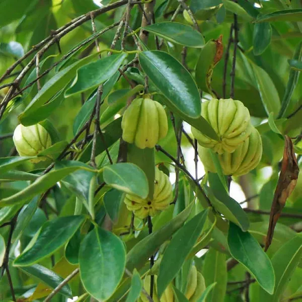 Malabar_Tamarind_Kudam_Puli_Garcinia_Cambogia_Grafted_Fruit_Plant_1_5_3_Fe