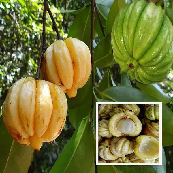 Malabar_Tamarind_Kudam_Puli_Garcinia_Cambogia_Grafted_Fruit_Plant_1_5_3_Fe