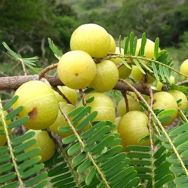 Sweet_Banaras_Amla_Gooseberries_Amloki_Grafted_Fruit_Plant_1_5_3_Feet_Heig