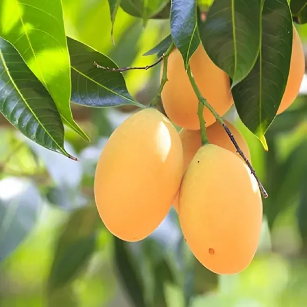 Alphonso_Hapus_Ratnagiri_Mango_Aam_Grafted_Fruit_Plant_1_5_3_Feet_Height