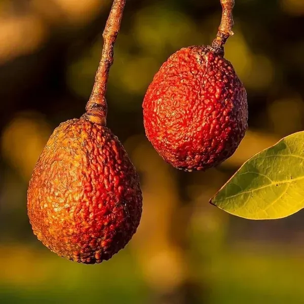 Miami_Red_Avocado_Butter_Fruit_Grafted_Plant_1_5_2_Feet_Height