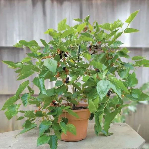 Mulberry_Shahtoot_All_Time_Layering_Grafted_Fruit_Plant_1_5_2_Feet_Height