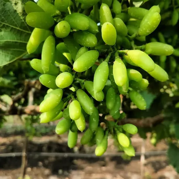 Super_Sonaka_Seedless_Grapes_Angoor_Layering_Grafted_Fruit_Plant