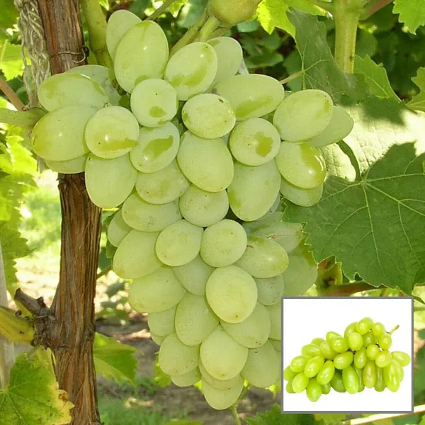 Super_Sonaka_Seedless_Grapes_Angoor_Layering_Grafted_Fruit_Plant