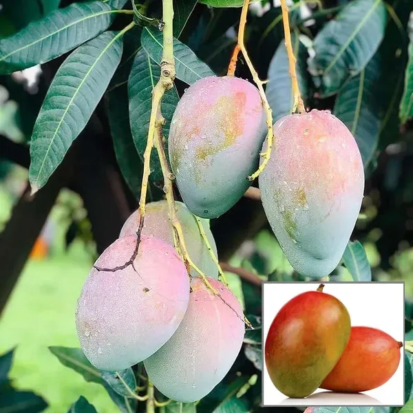 Pusa_Arunima_Mango_Aam_Grafted_Fruit_Plant_1_5_3_Feet_Height