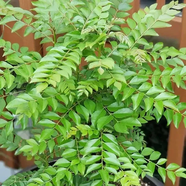 Curry_Leaves_Kadi_Patta_Murraya_Koenigii_Meetha_Neem_Plant_1_2_Feet_Height