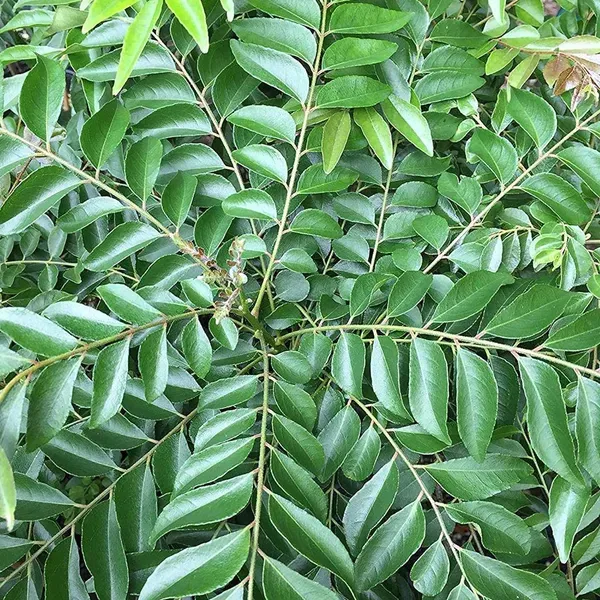 Curry_Leaves_Kadi_Patta_Murraya_Koenigii_Meetha_Neem_Plant_1_2_Feet_Height