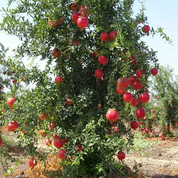 Granada_Pomegranate_Anar_Layering_Grafted_Fruit_Plant_1_5_3_Feet_Height
