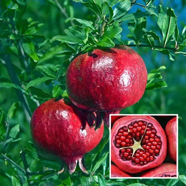 Granada_Pomegranate_Anar_Layering_Grafted_Fruit_Plant_1_5_3_Feet_Height
