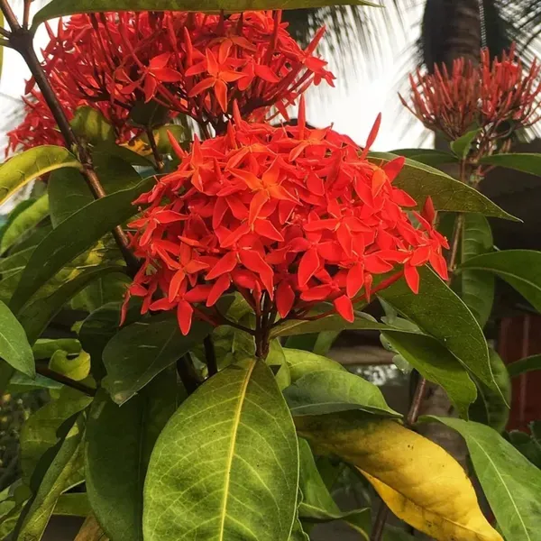 Red_Colour_Ixora_Rukmini_Rangan_Flower_Shrubs_Plant_1_5_3_Feet_Height