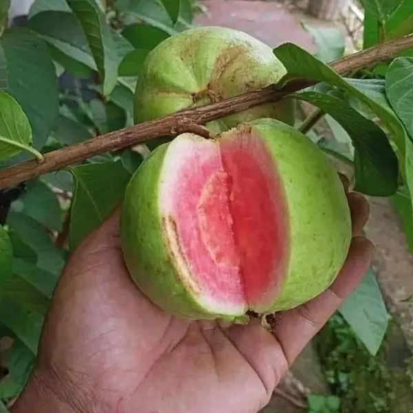 Pink_Lalit_Lalitha_Guava_Amrood_Layering_Grafted_Fruit_Plant_1_5_3_Feet_He