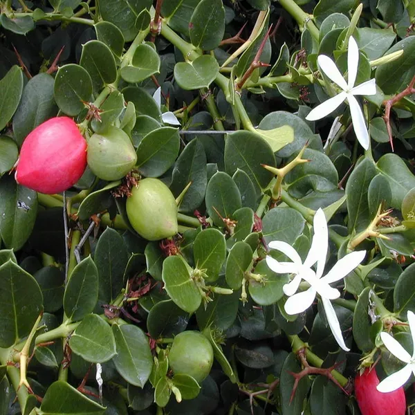 Thai_Sweet_Karonda_Carissa_Carandas_Cherry_Cherries_Layering_Grafted_Plant