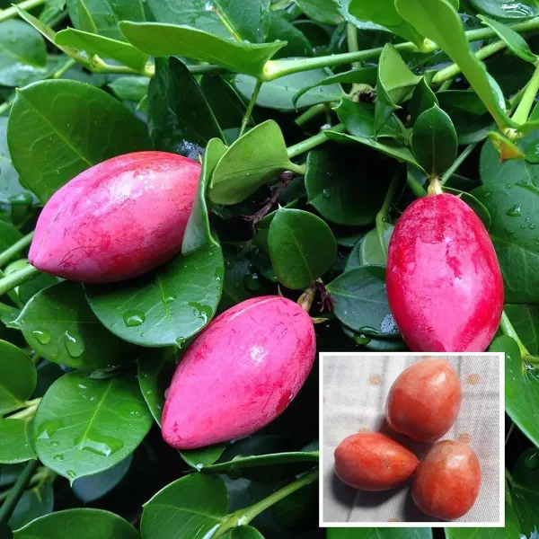 Thai_Sweet_Karonda_Carissa_Carandas_Cherry_Cherries_Layering_Grafted_Plant