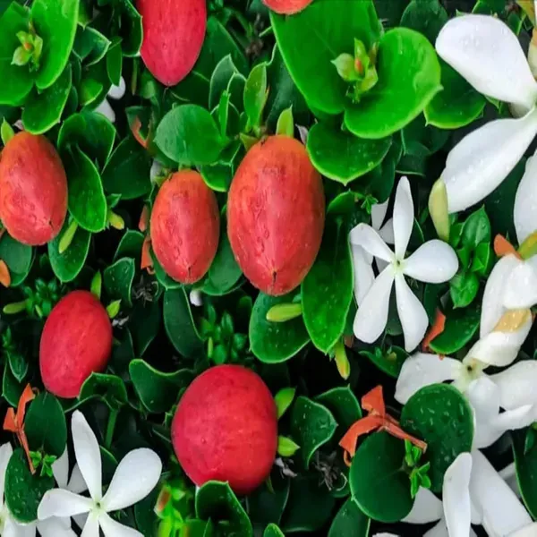 Thai_Sweet_Karonda_Carissa_Carandas_Cherry_Cherries_Layering_Grafted_Plant