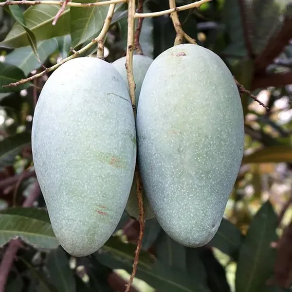 Thai_Catimon_Katimon_All_Time_Sweet_Fruit_Mango_Aam_Grafted_Fruit_Plant_1