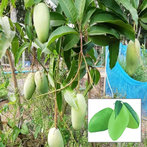 Thai_Catimon_Katimon_All_Time_Sweet_Fruit_Mango_Aam_Grafted_Fruit_Plant_1