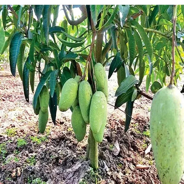 Thai_Catimon_Katimon_All_Time_Sweet_Fruit_Mango_Aam_Grafted_Fruit_Plant_1