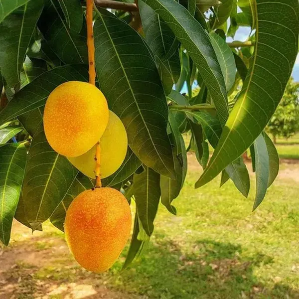 Anwar_Ratol_Rataul_Mango_Aam_Grafted_Fruit_Plant_1_5_3_Feet_Height