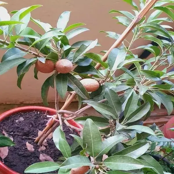 Thai_Kalapatti_Chikoo_Sapota_Grafted_Fruit_Plant_1_5_3_Feet_Height
