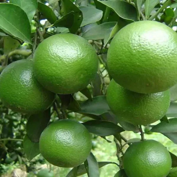 Kinnow_Orange_Santra_Grafted_Fruit_Plant_1_5_2_Feet_Height