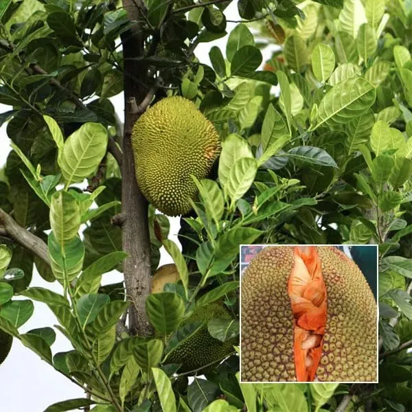 Red_Sindoor_Siddu_Jackfruit_Panasa_Varikka_Katahal_Chakka_Grafted_Fruit_Pla