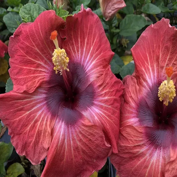 Red_Colour_Hybrid_Hibiscus_Joba_Gudhal_Flower_Plant_1_2_Feet_Height