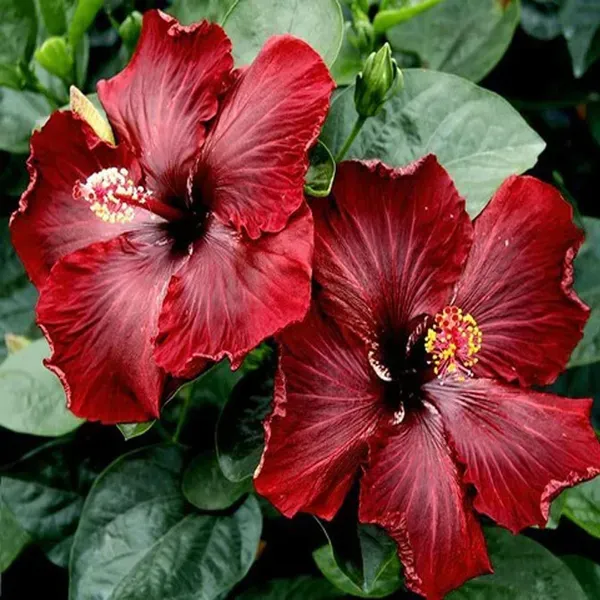 Red_Colour_Hybrid_Hibiscus_Joba_Gudhal_Flower_Plant_1_2_Feet_Height