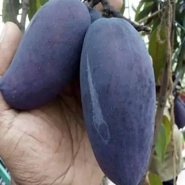 Kasturi_Mango_Aam_Grafted_Fruit_Plant_1_5_3_Feet_Height