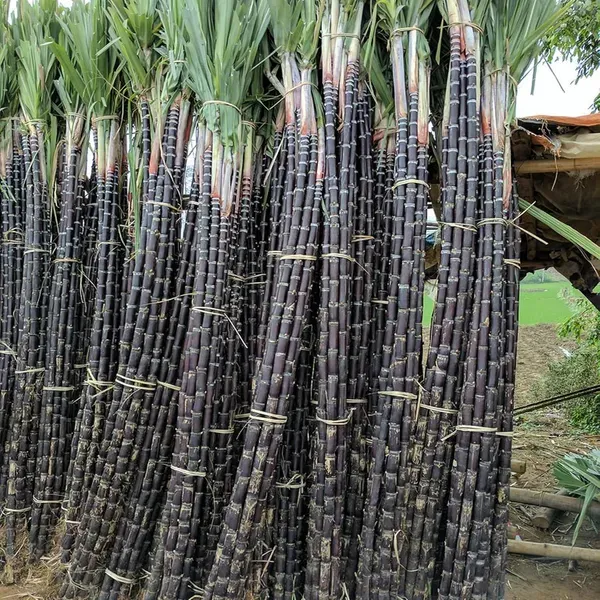 Soft_Filipino_Black_Sugarcane_Ganna_Plant_1_5_3_Feet_Height