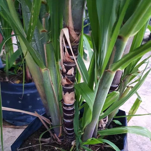 Soft_Filipino_Black_Sugarcane_Ganna_Plant_1_5_3_Feet_Height