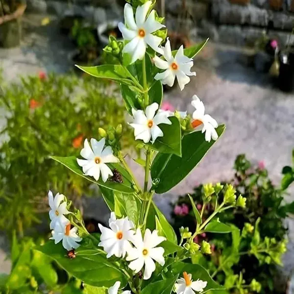 Seuli_Parijat_Flower_Plant_1_2_Feet_Height