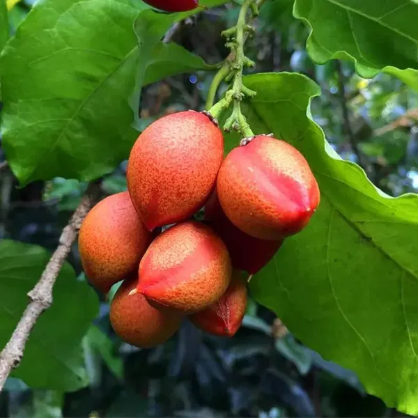 Peanut_Butter_Fruit_Plant_1_5_3_Feet_Height