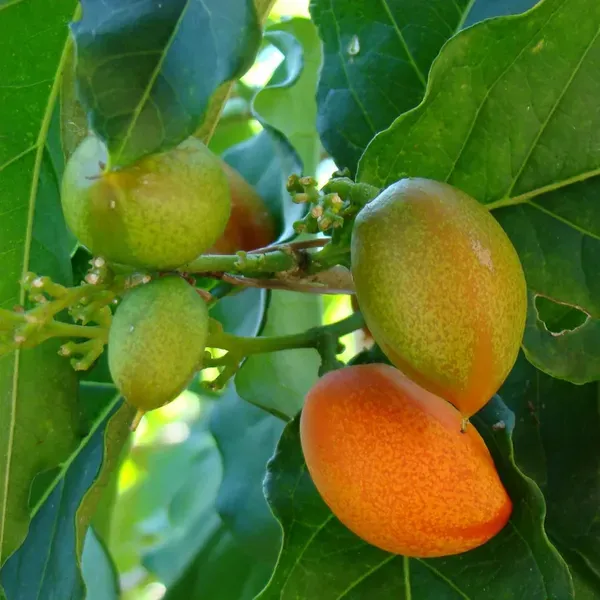 Peanut_Butter_Fruit_Plant_1_5_3_Feet_Height