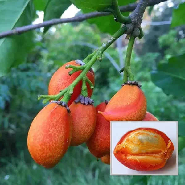 Peanut_Butter_Fruit_Plant_1_5_3_Feet_Height