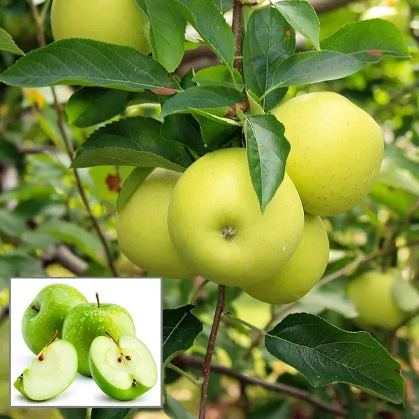 Granny_Smith_Apple_Seb_Grafted_Fruit_Plant_1_5_3_Feet_Height