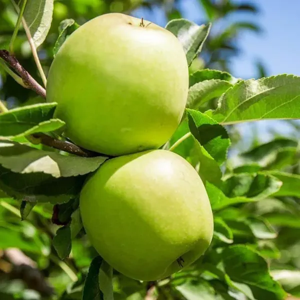 Granny_Smith_Apple_Seb_Grafted_Fruit_Plant_1_5_3_Feet_Height