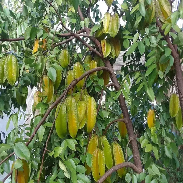 Sour_Star_Fruit_Carambola_Kamranga_Amrak_Grafted_Plant_1_5_3_Feet_Height