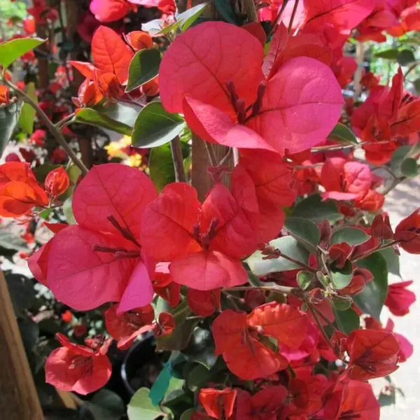 Red_Colour_Bougainvillea_Kagoj_Ful_Shrubs_Flower_Plant_1_2_Feet_Height