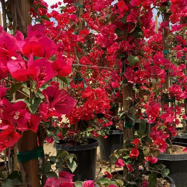 Red_Colour_Bougainvillea_Kagoj_Ful_Shrubs_Flower_Plant_1_2_Feet_Height