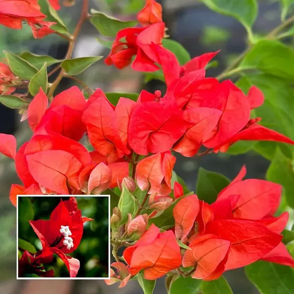 Red_Colour_Bougainvillea_Kagoj_Ful_Shrubs_Flower_Plant_1_2_Feet_Height